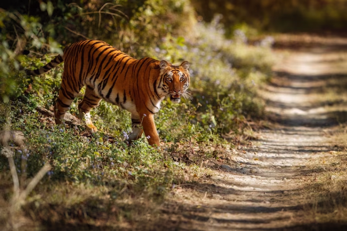 Wildlife Protection Act