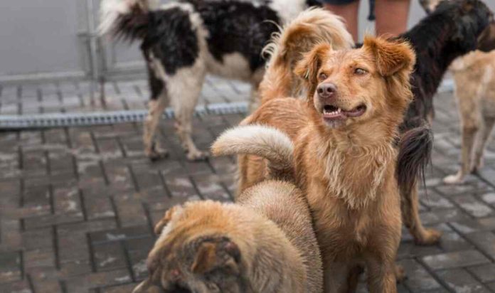 judgement on stray dogs